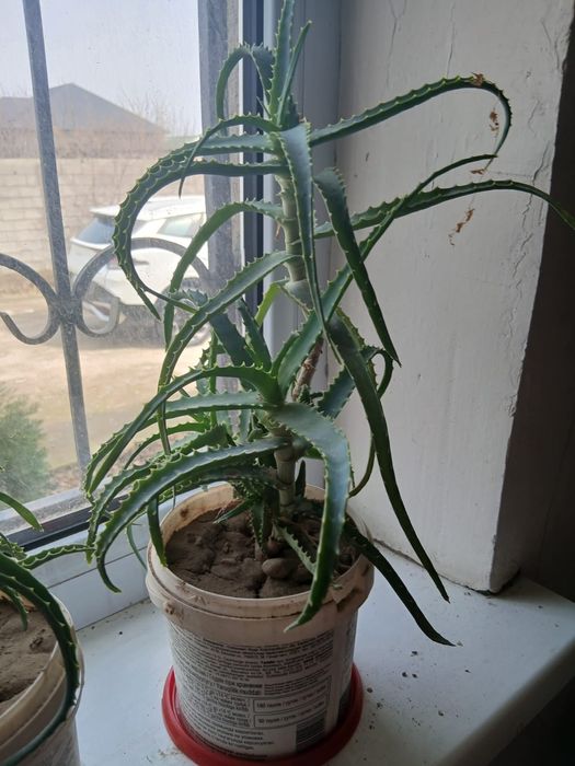 Цветы лечебные АЛОЭ