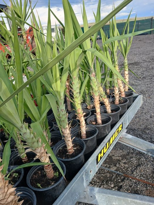 Yucca ieftina ..