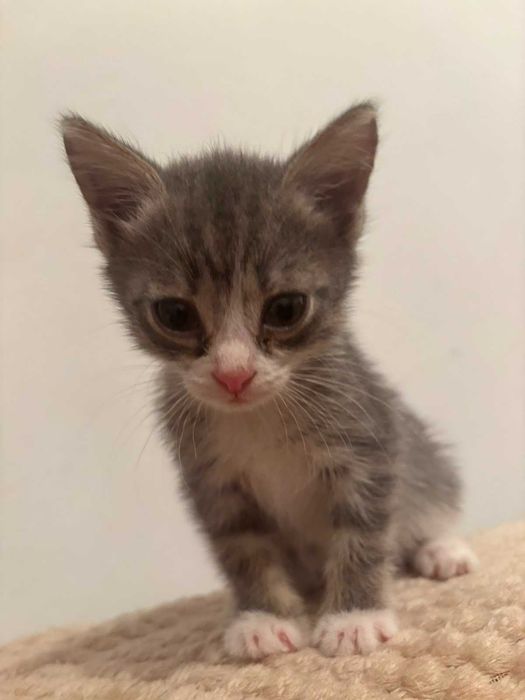 Котенок 3 месяца