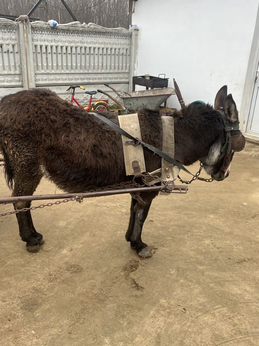 Vand sau schimb Magar