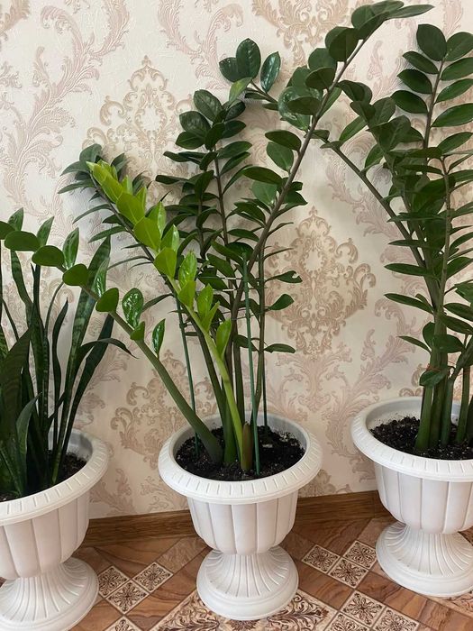 Продам комнатные растения