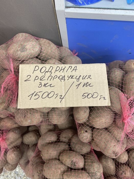 Картофель семенной