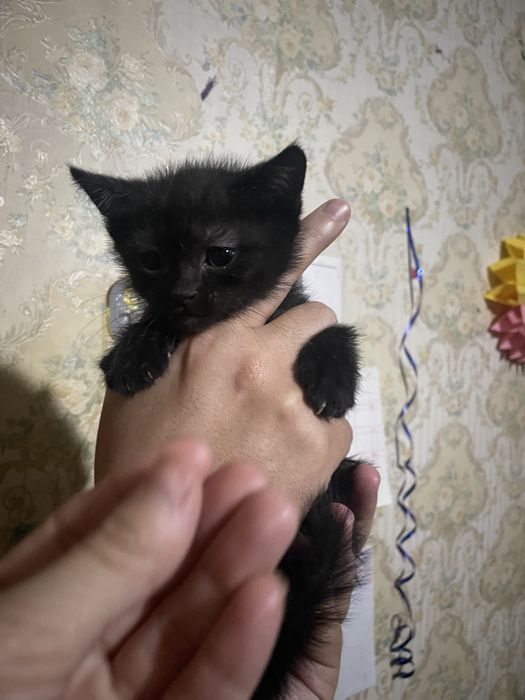 Продается котенок