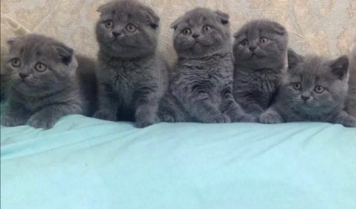 Шикарнейшие Котята