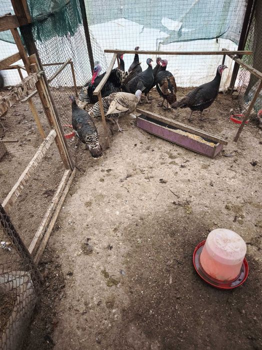 Оплодени Пуешки яйца