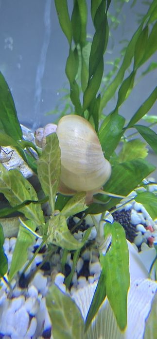 Аквариум цельный