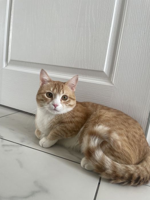 Отдам кота в добрые руки