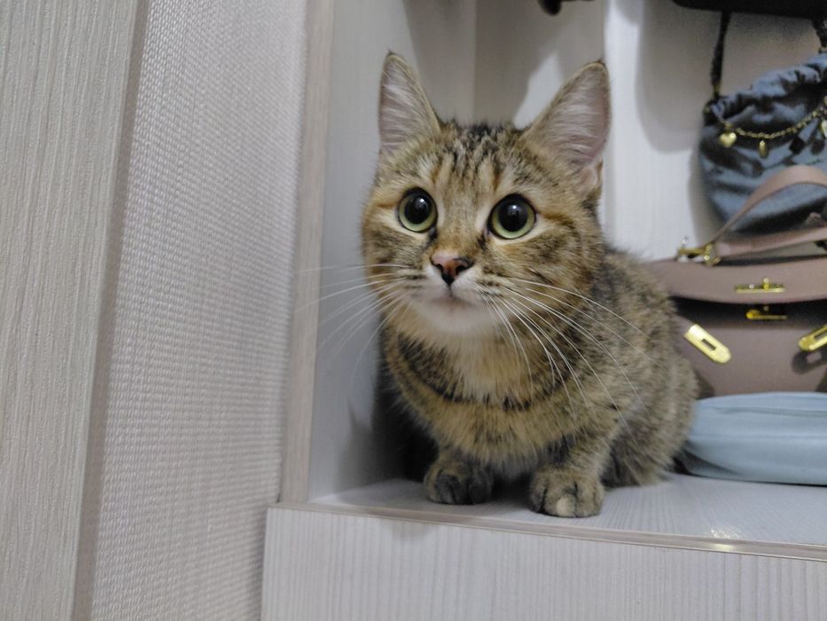 1 год коту девочка