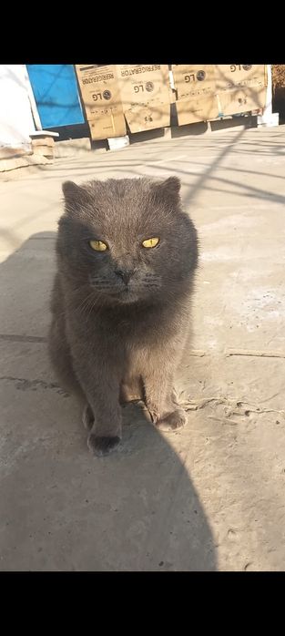 SCOTTISH fold juftini qidirmoqda .ИЩЕТСЯ ПАРА