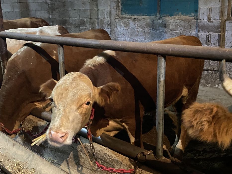 Продам бык и корова  Сиыр сатылады