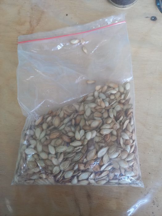 Асқабақ (жеуге) арнайы дайындалған