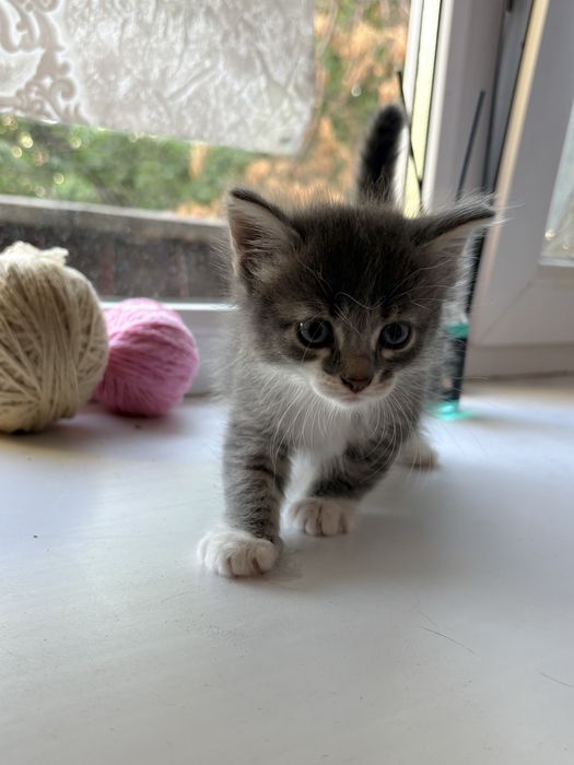 Отдам котят в добрые руки