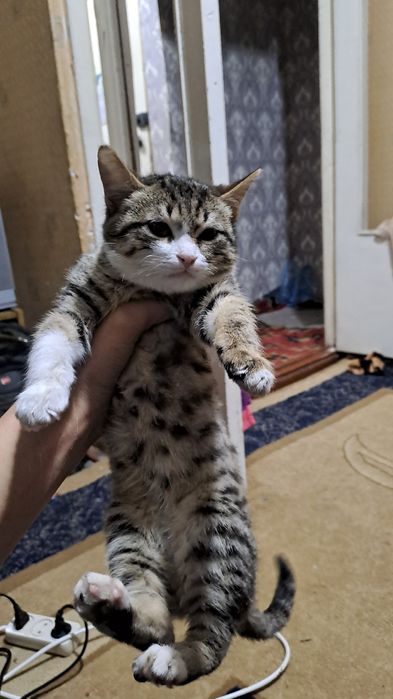 Mushuk sotiladi yahshi mushuk 50 lik ming so‘m