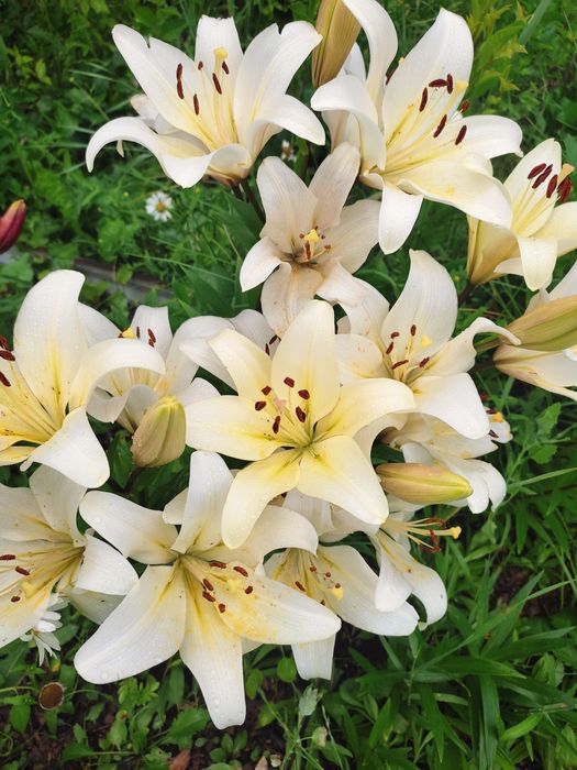 Продаю дачу в Михайловке, 12 соток