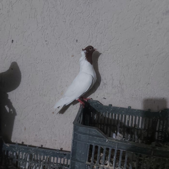 Кизилбас самец лет игра салбом винт