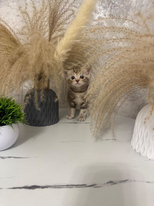 Котята британцы.