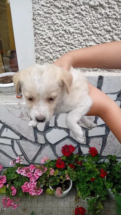 Подарявам малки кучета