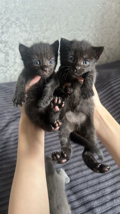 Отдам котят и кошку даром