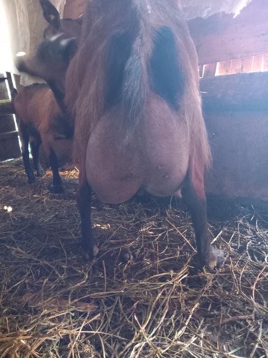 Vind iede alpin francez original