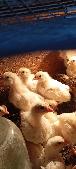 Продам домашних кур и цыплят