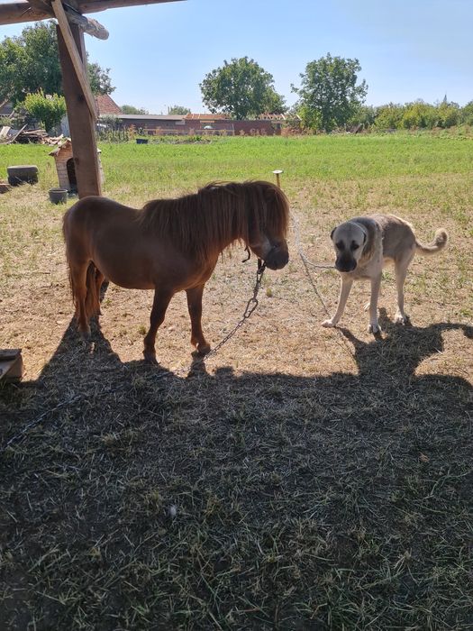 Vand/Schimb ponei talie mica