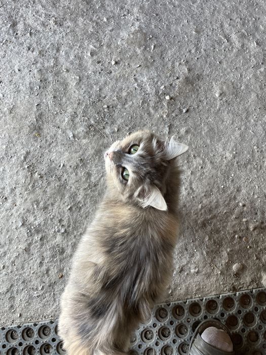 Кошка сибирскаяя