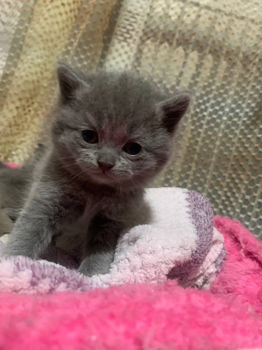 Готовятся к продаже котята скоттиш страйк