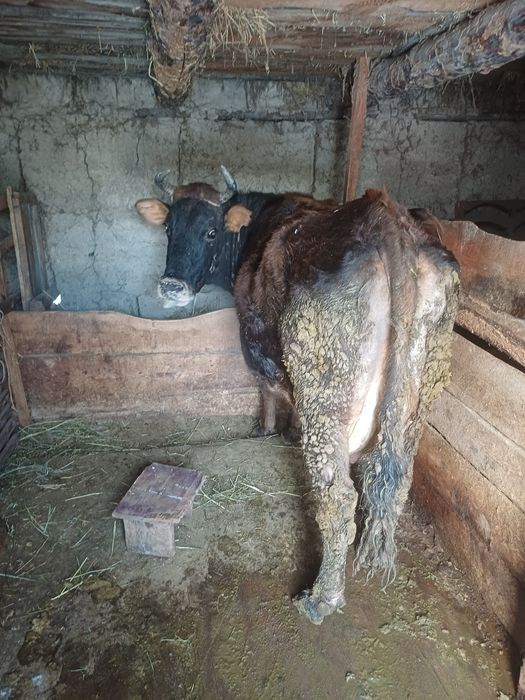 Срочно дойная корова