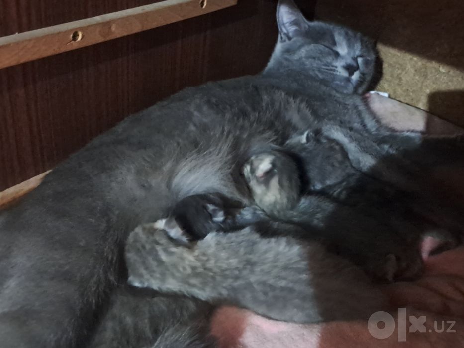 Котята готовы к брони