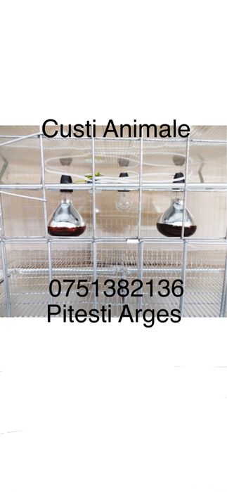 MATERnitate pui găina