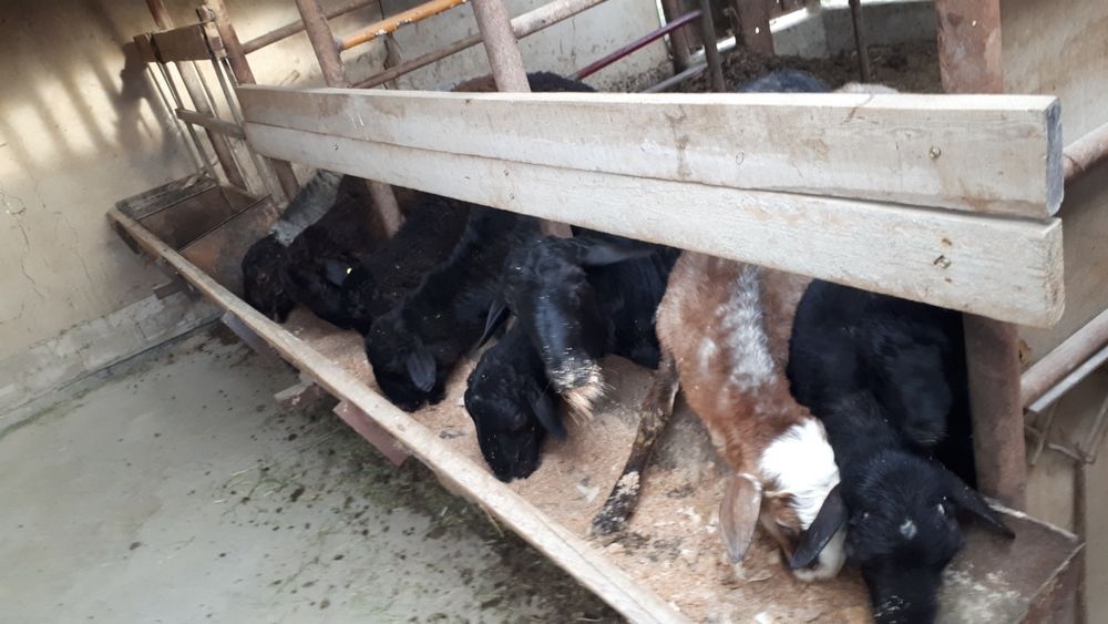 Қой сатылады. Habarlasinzdar