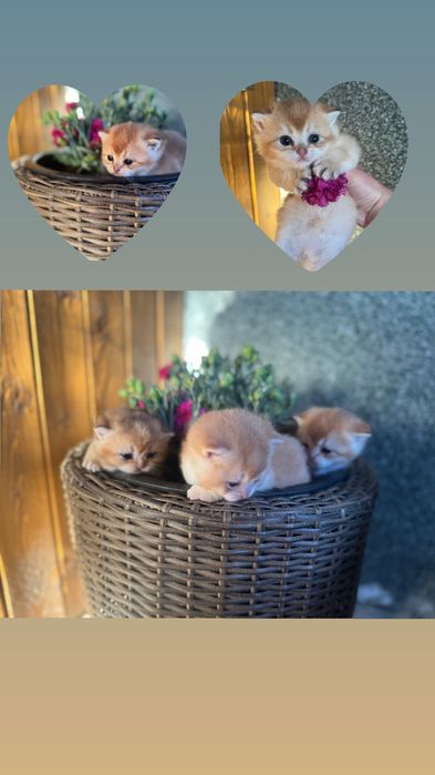 Британски котенца