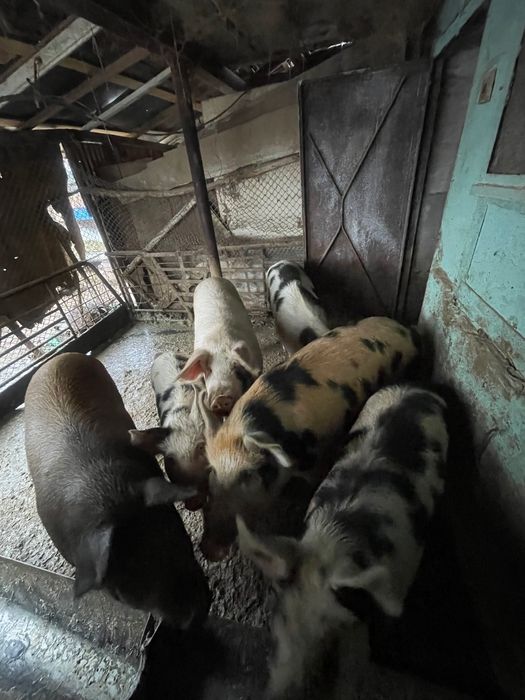 Продавам 2 женски прасета