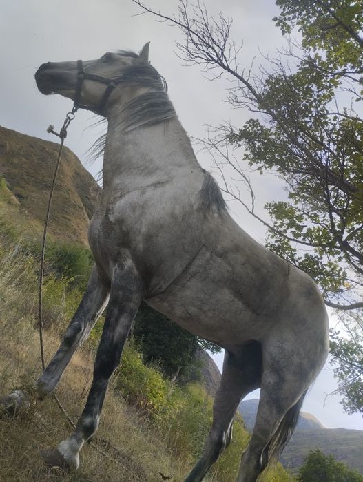 Продам Коня Айғыр