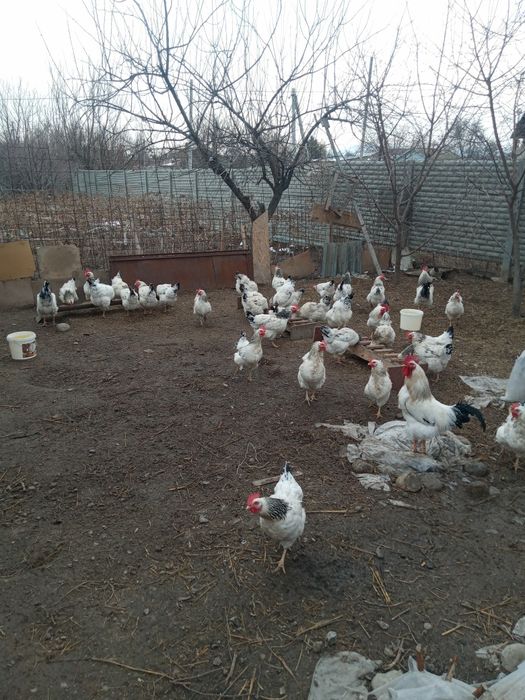 Продам яйца для инкубатора