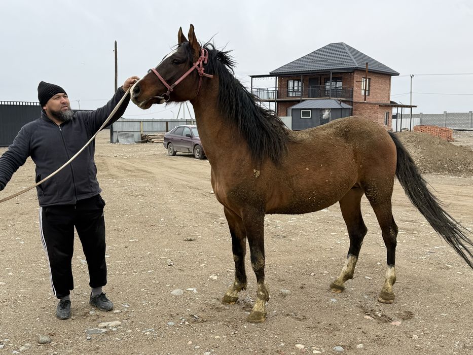 Продается жеребец