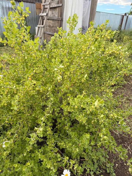 Продам дачу по зерендинской трассе