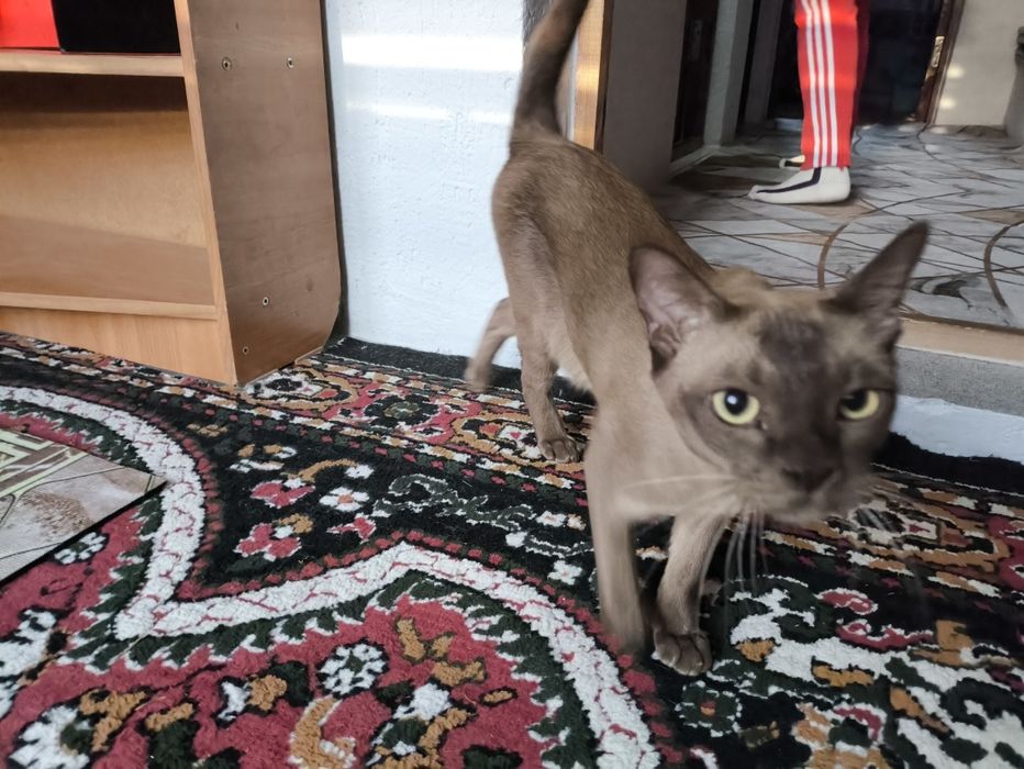 Европейская БУРМА