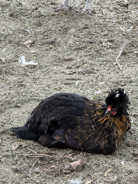 Разплодени Супер Харко