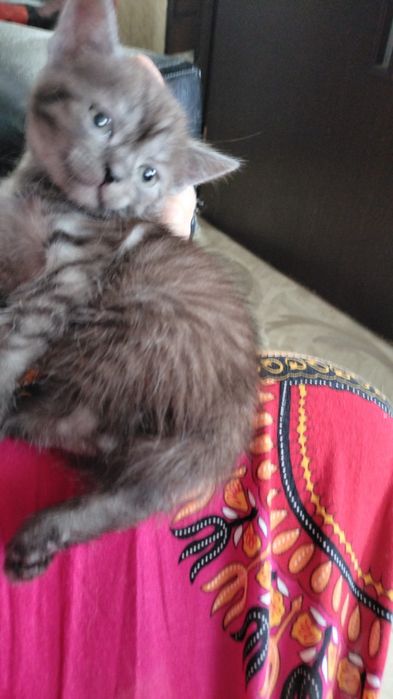 шотландские котята