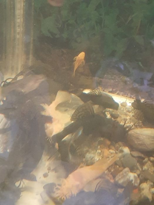 Продам анцитрусов