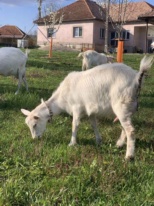 Capra Sannen la prima fatare