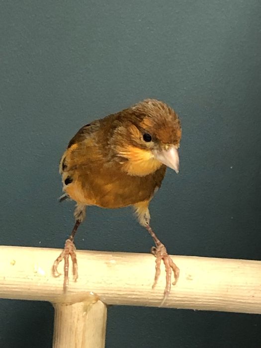 Канарейка кенор самец