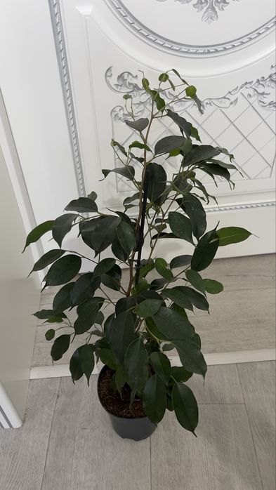 Фикус вечно зеленый