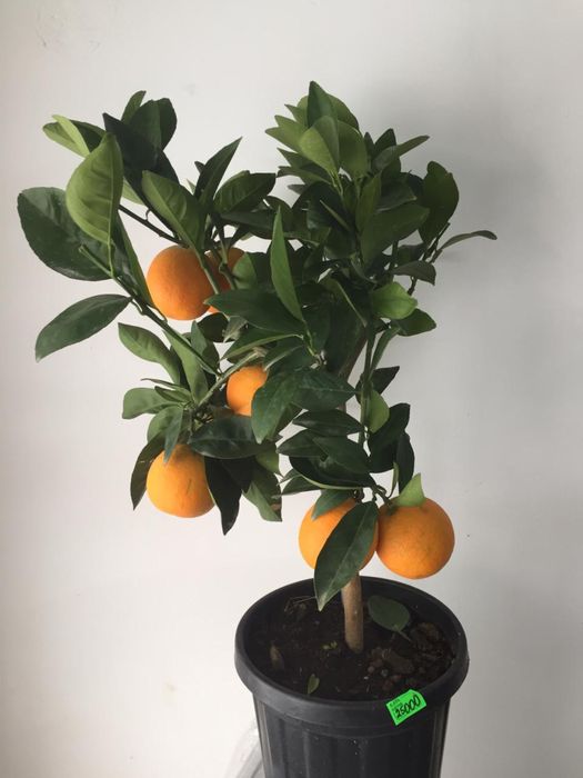 апельсин натуральный