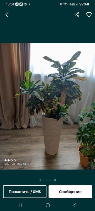 Продам разные комнатные цветы для офиса