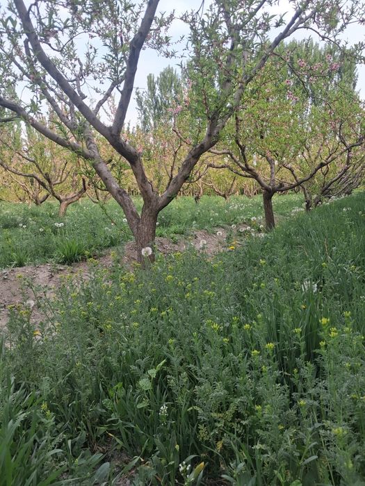 10 sotix chek sotiladi