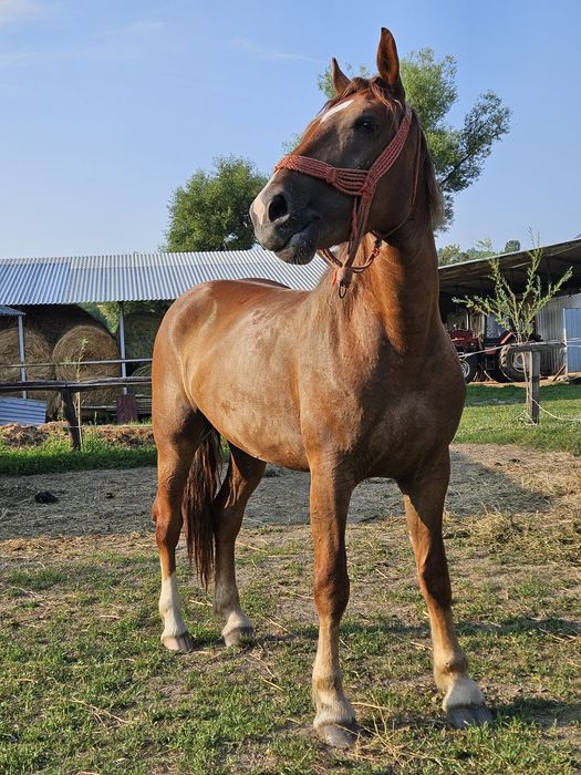 Iapa Manza 3 ani