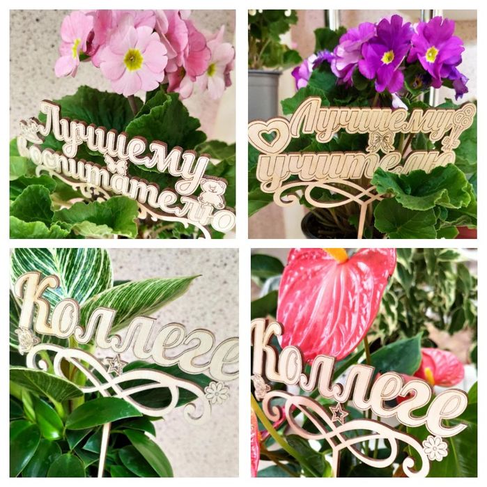 Комнатные цветы отличный подарок