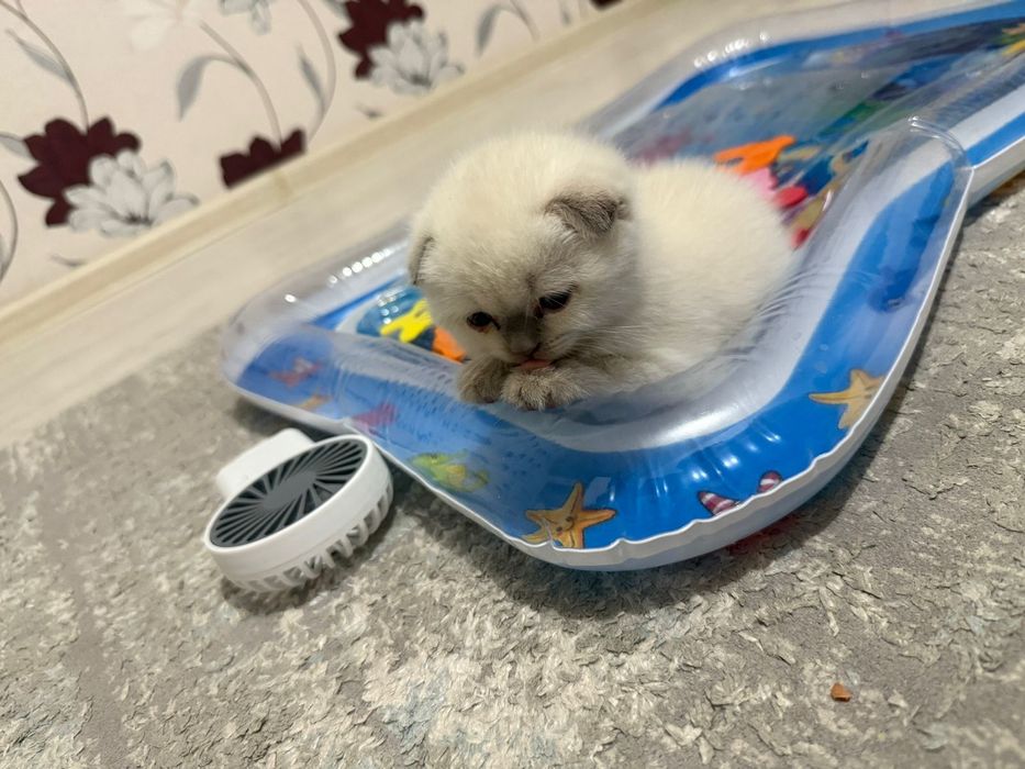 Шотландская вислоухая